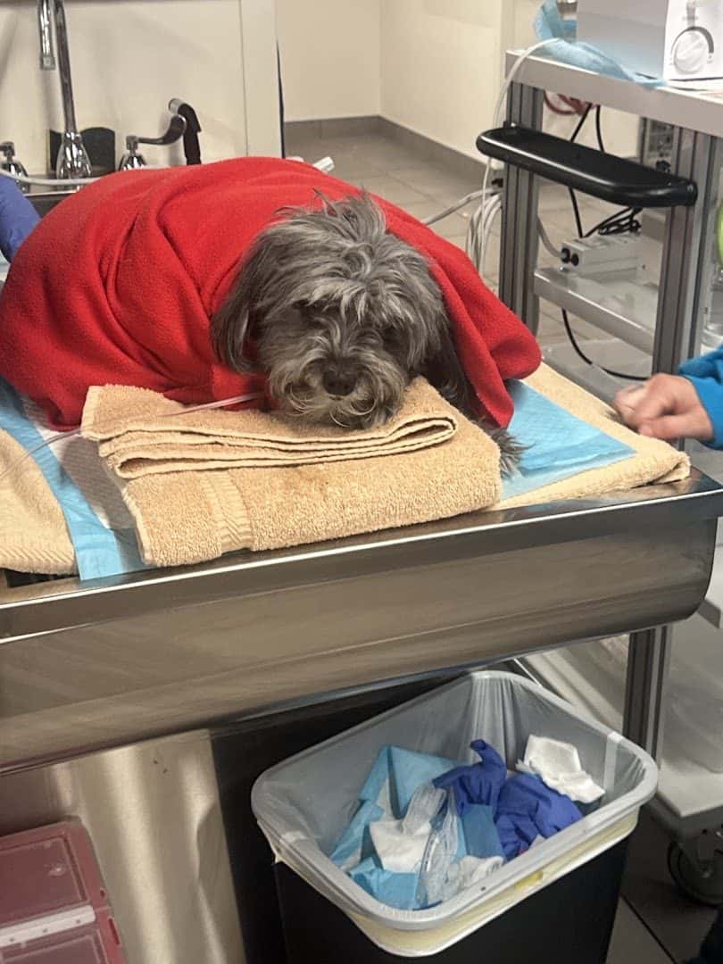 Veterinary Emergency Group — Doctors & Medical photo 2 of 5