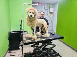 Trejos dog grooming