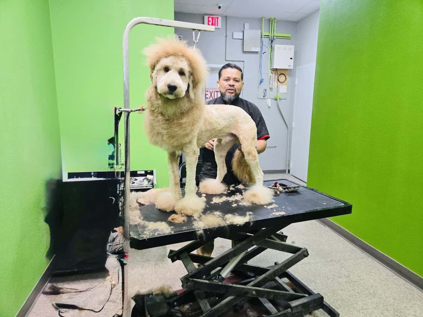 Trejos dog grooming — Pet Services photo 1 of 5