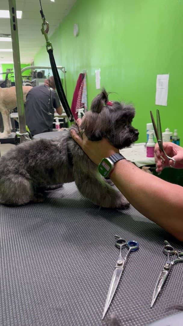 Trejos dog grooming — Pet Services photo 2 of 5
