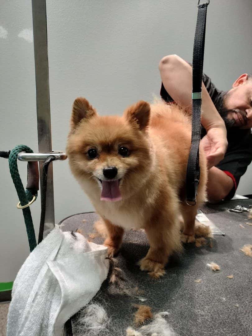 Trejos dog grooming — Pet Services photo 3 of 5