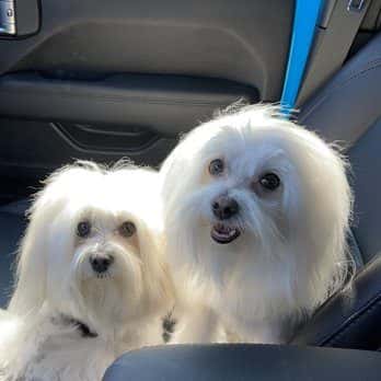 Bow Wow Meow Pet Grooming