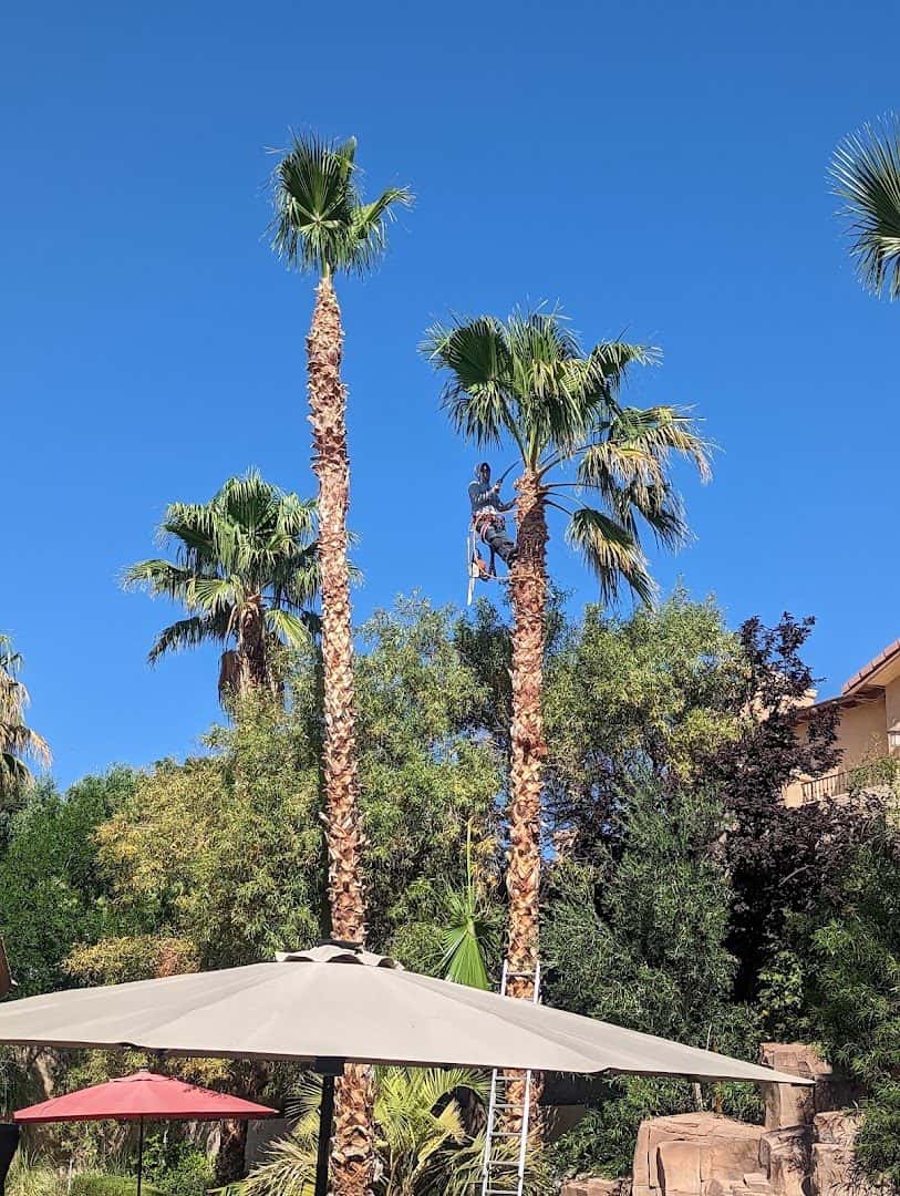 Las Vegas Tree & Landscaping — Lawn & Landscape photo 2 of 5