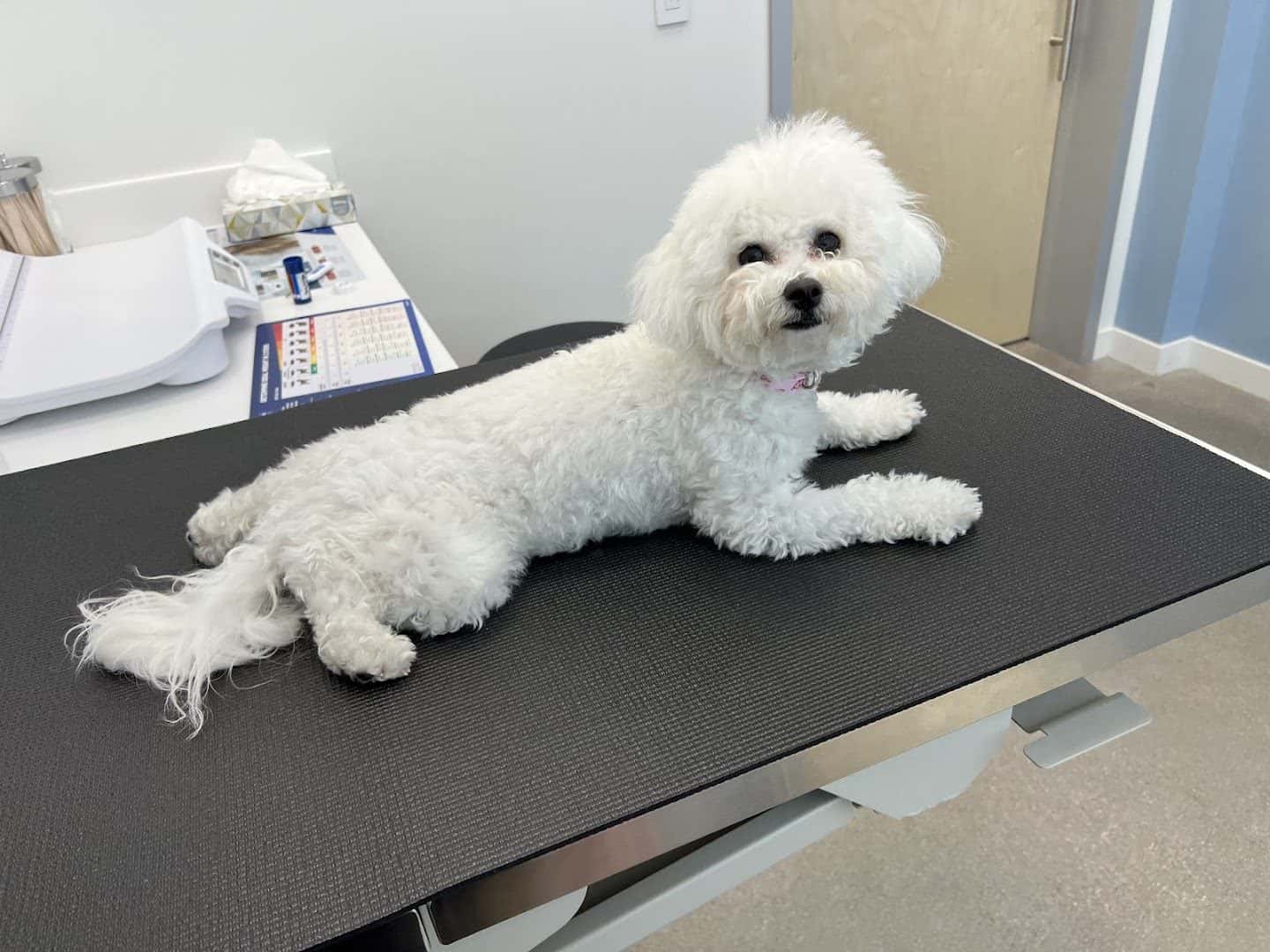 Vegas Valley Pet Hospital — Doctors & Medical photo 2 of 5