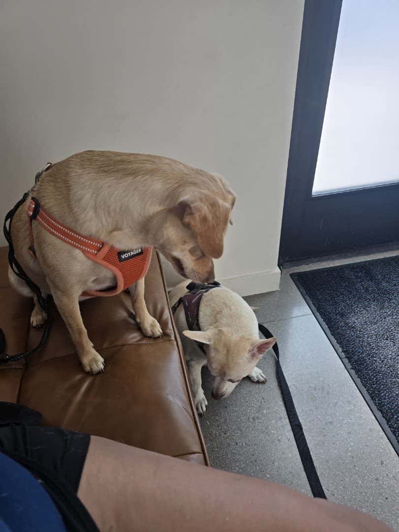 Vegas Valley Pet Hospital — Doctors & Medical photo 3 of 5
