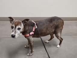 Horizon Ridge Animal Hospital