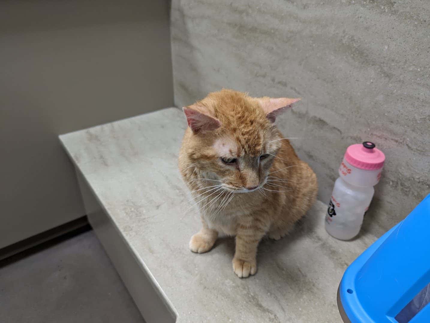 Horizon Ridge Animal Hospital — Retail & Boutiques photo 2 of 5