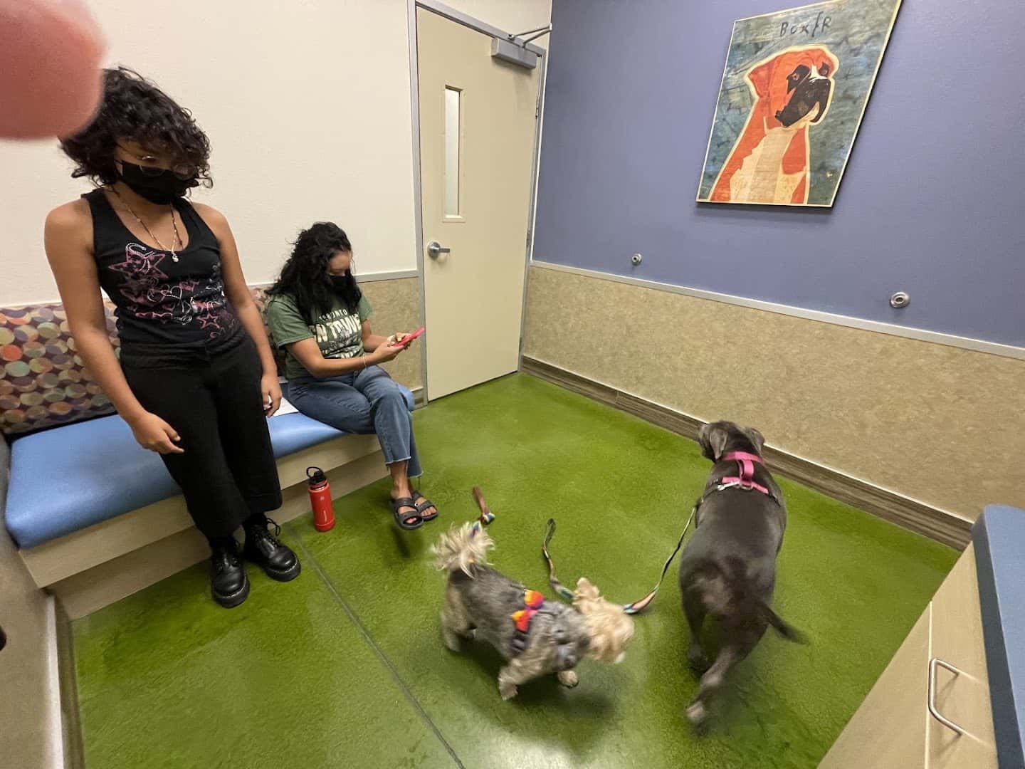 Aliante Animal Hospital — Doctors & Medical photo 2 of 5