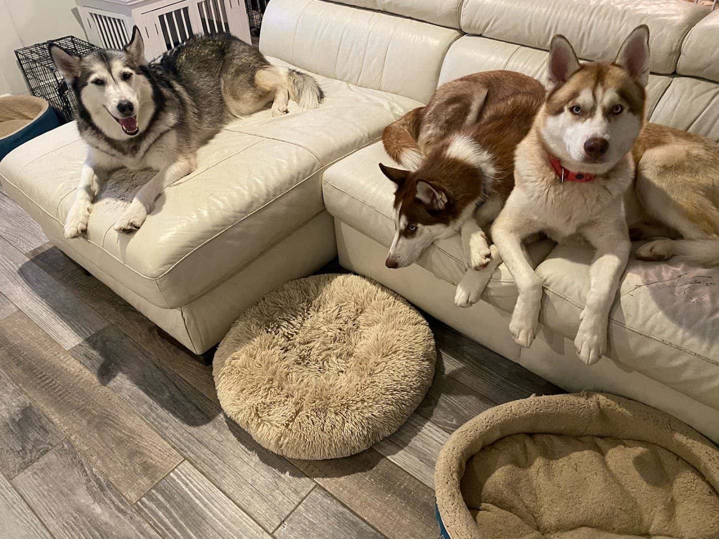 Dakota's Doggy Den — Childcare & Schools photo 1 of 5