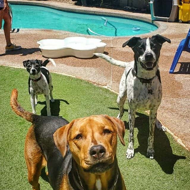 Dakota's Doggy Den — Childcare & Schools photo 2 of 5