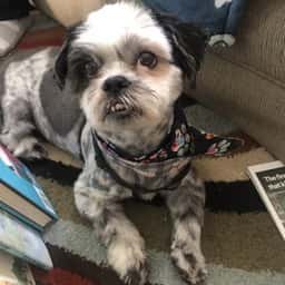The Paw Spa Pet Salon & Boutique