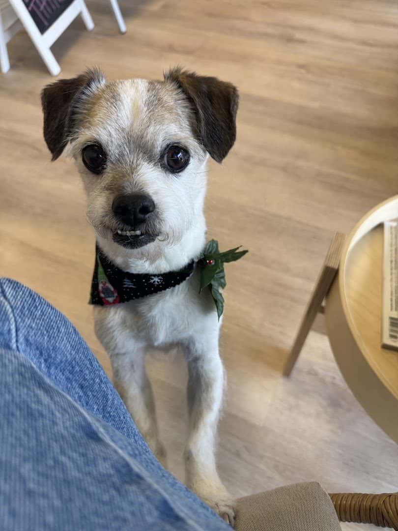 The Paw Spa Pet Salon & Boutique — Retail & Boutiques photo 2 of 5