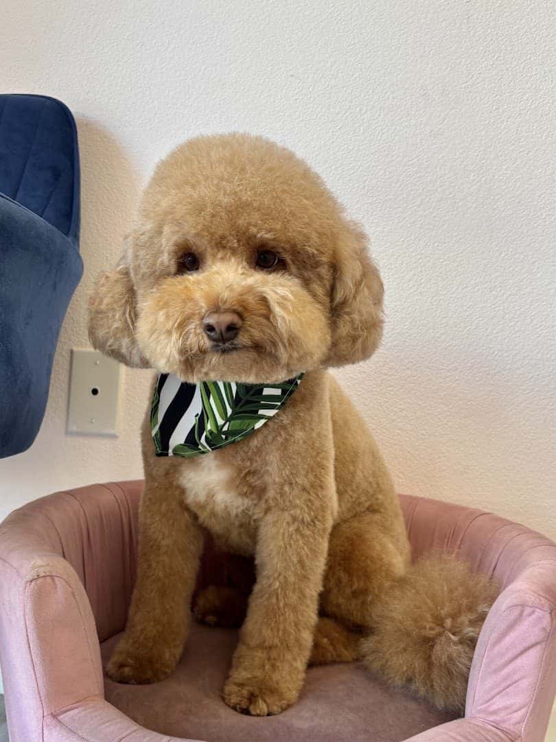 PinkPaw Pet Salon — Pet Services photo 2 of 5