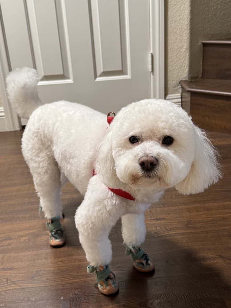 PinkPaw Pet Salon — Pet Services photo 3 of 5
