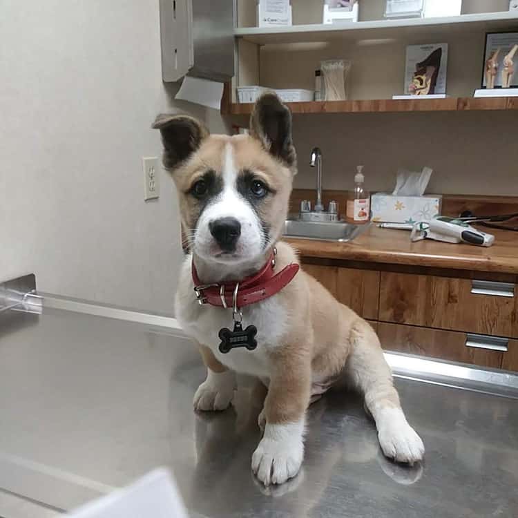 Doc Mo's Kindred Spirits Animal Hospital