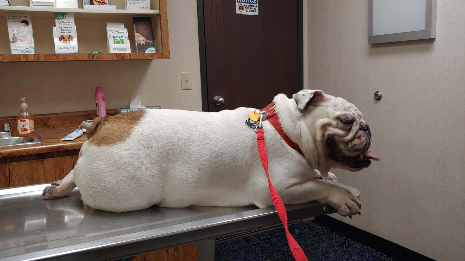Doc Mo's Kindred Spirits Animal Hospital — Doctors & Medical photo 2 of 5