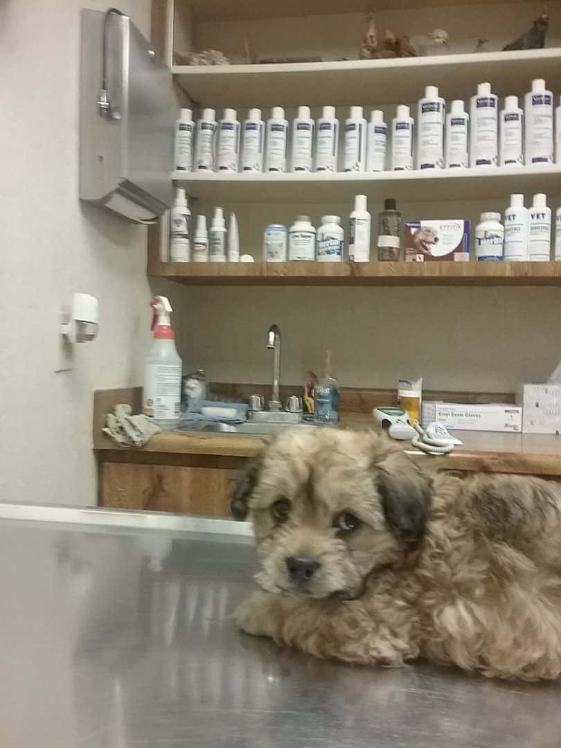 Doc Mo's Kindred Spirits Animal Hospital — Doctors & Medical photo 3 of 5