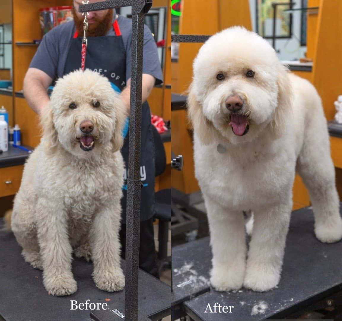 Happy And Lucky Pet Salon And Mobile Grooming. — Pet Services photo 3 of 5