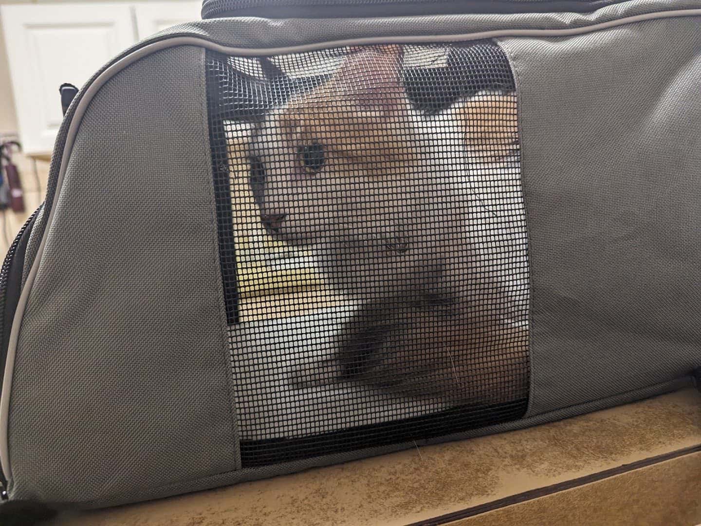 Sunrise Veterinary Clinic — Doctors & Medical photo 2 of 5