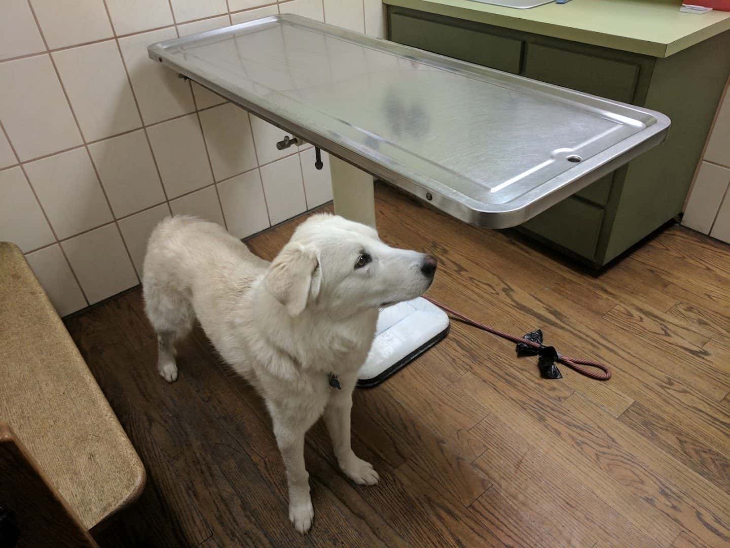 Sunrise Veterinary Clinic — Doctors & Medical photo 3 of 5