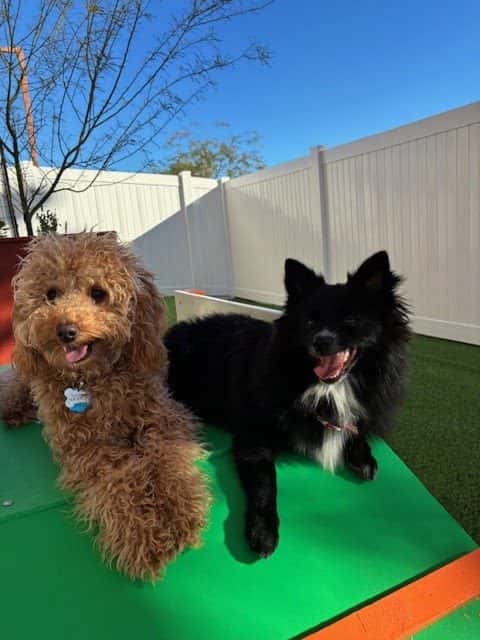 BratPak Dog Kamp - Henderson — Childcare & Schools photo 1 of 5