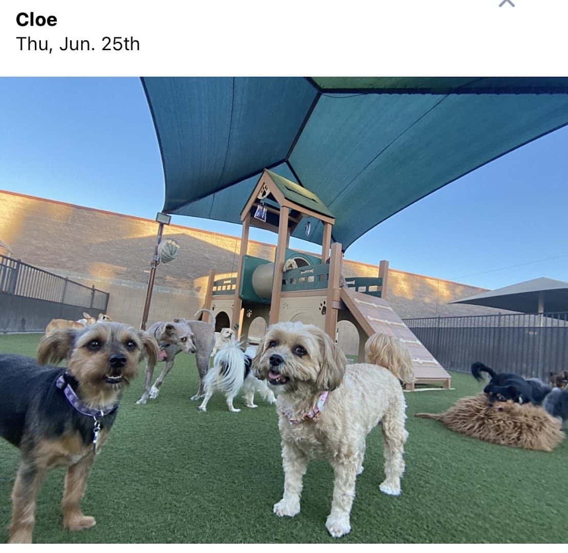 Tails Pet Resort — Childcare & Schools photo 2 of 5