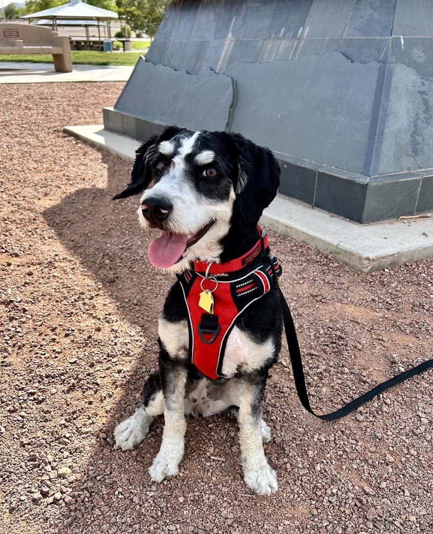 Camp Bow Wow Summerlin — Childcare & Schools photo 3 of 5