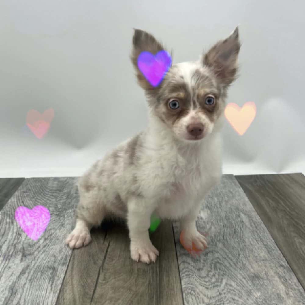 The Puppy Store Las Vegas — Retail & Boutiques photo 2 of 5