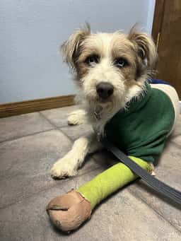 Summerlin Animal Hospital