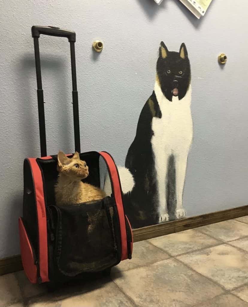 Summerlin Animal Hospital — Doctors & Medical photo 3 of 5