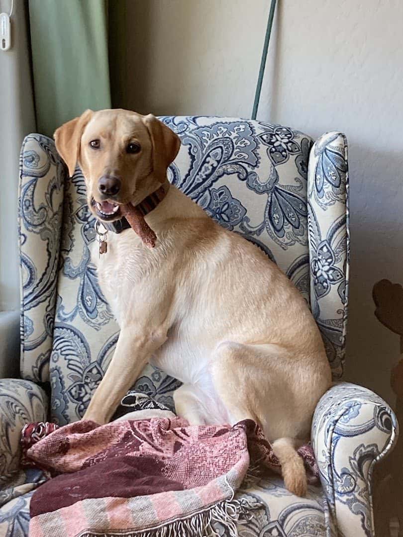 Providence Pet Hospital — Doctors & Medical photo 3 of 5