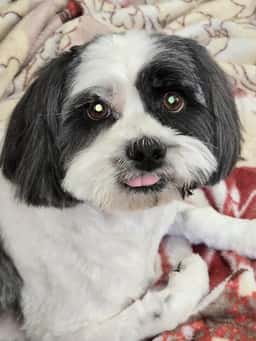 Valley Ranch Animal Hospital