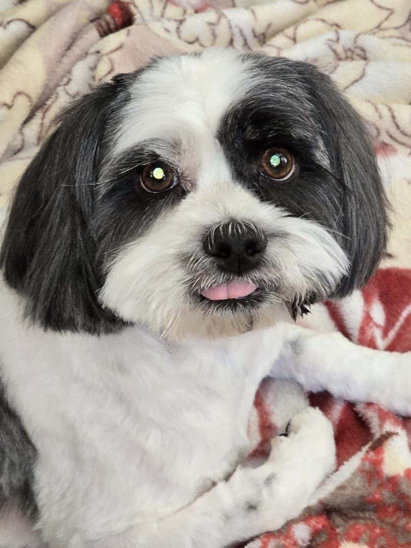 Valley Ranch Animal Hospital — Doctors & Medical photo 1 of 5