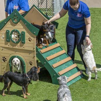 Doggie District - Craig Road — Pet Services photo 3 of 5