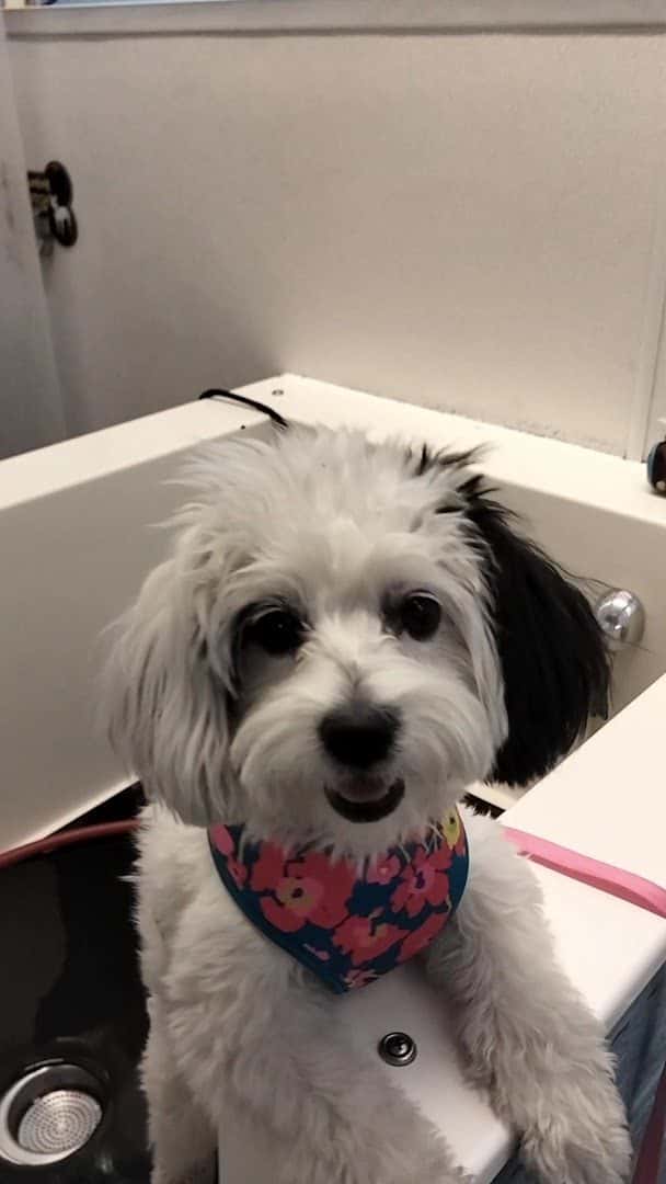 The Soggy Dog — Retail & Boutiques photo 2 of 5