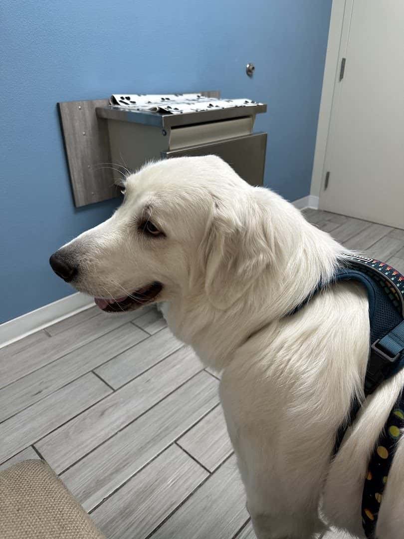 Canyon Ridge Animal Hospital — Doctors & Medical photo 3 of 5
