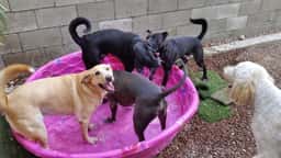 Hot Diggity Dog Daycare