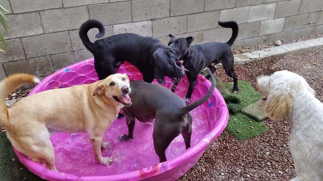 Hot Diggity Dog Daycare — Childcare & Schools photo 1 of 5