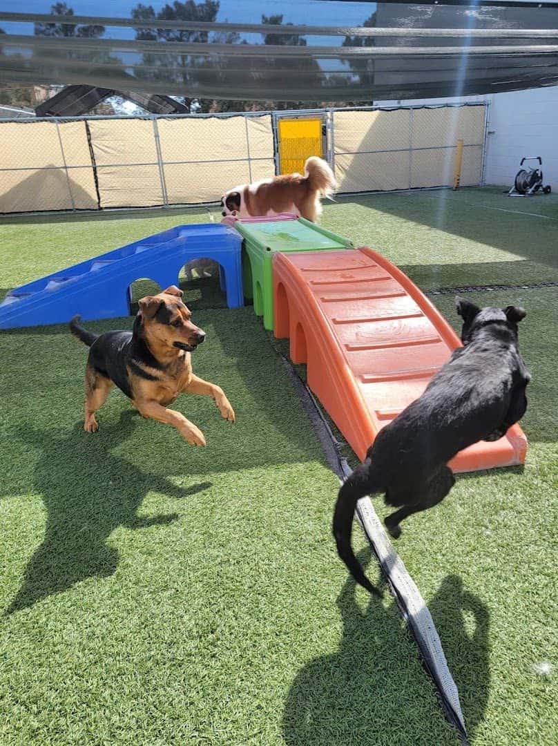 Hot Diggity Dog Daycare — Childcare & Schools photo 3 of 5