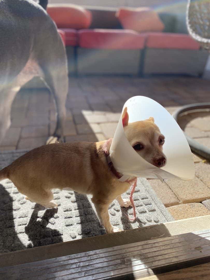 Camino al Norte Animal Hospital — Doctors & Medical photo 3 of 5