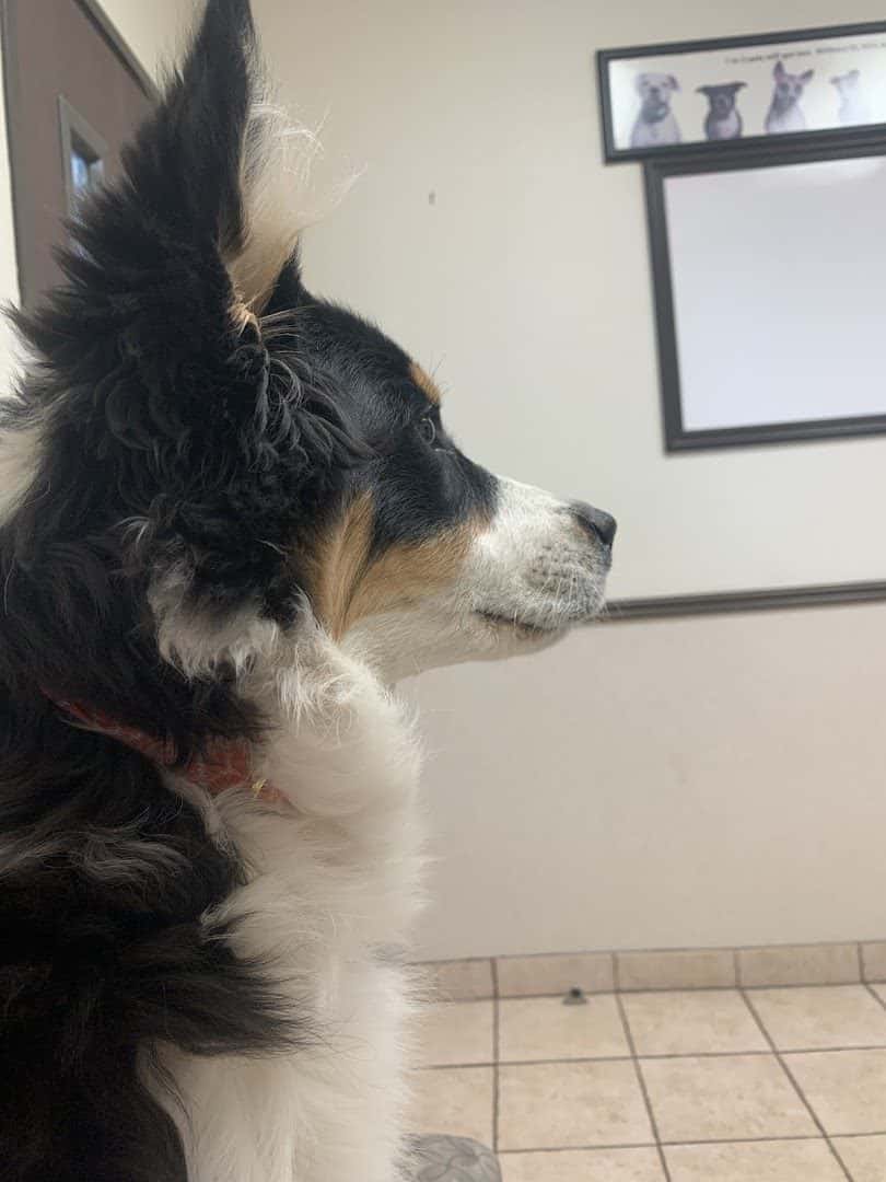 Centennial Hills Animal Hospital — Doctors & Medical photo 3 of 5