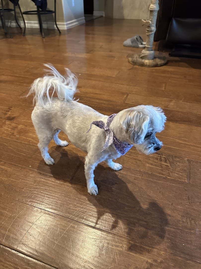 Groomer Has It — Pet Services photo 1 of 5