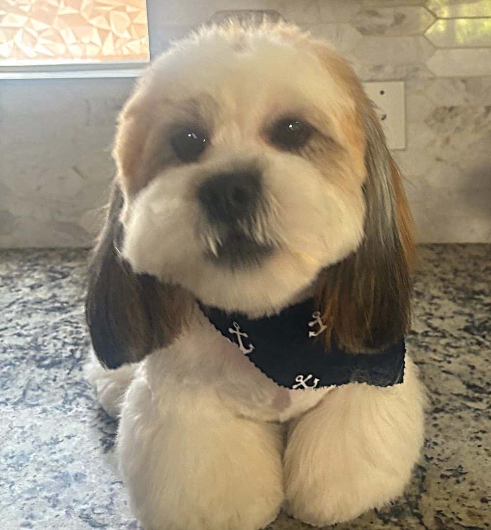 Groomer Has It — Pet Services photo 2 of 5