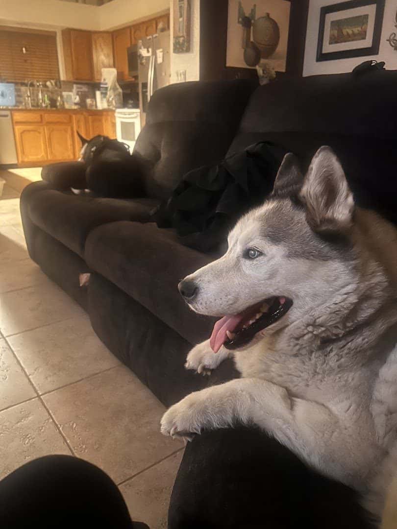 Nevada Pet Hospice — Pet Services photo 3 of 5