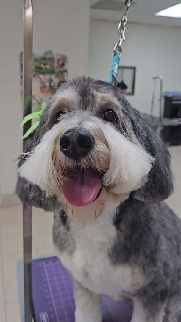 Pet Paradise LV — Pet Services photo 2 of 5