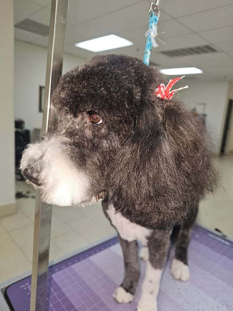 Pet Paradise LV — Pet Services photo 3 of 5