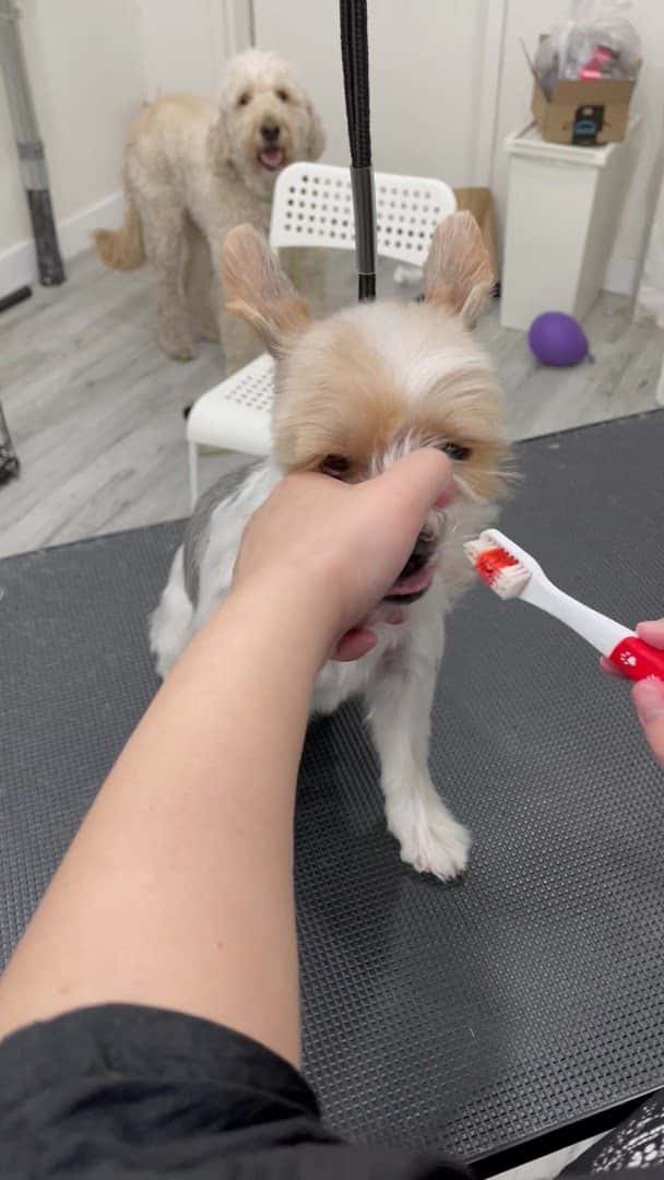 Fluffy Home — Pet Services photo 2 of 5