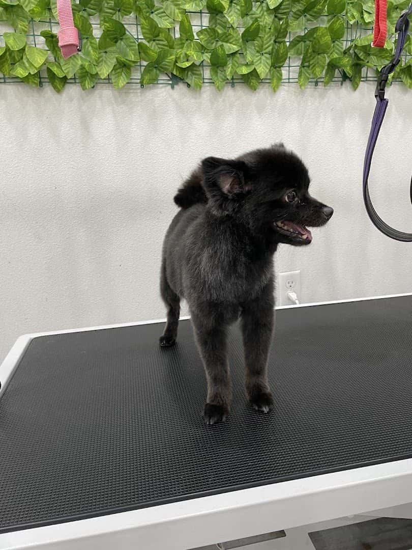 Fluffy Home — Pet Services photo 3 of 5