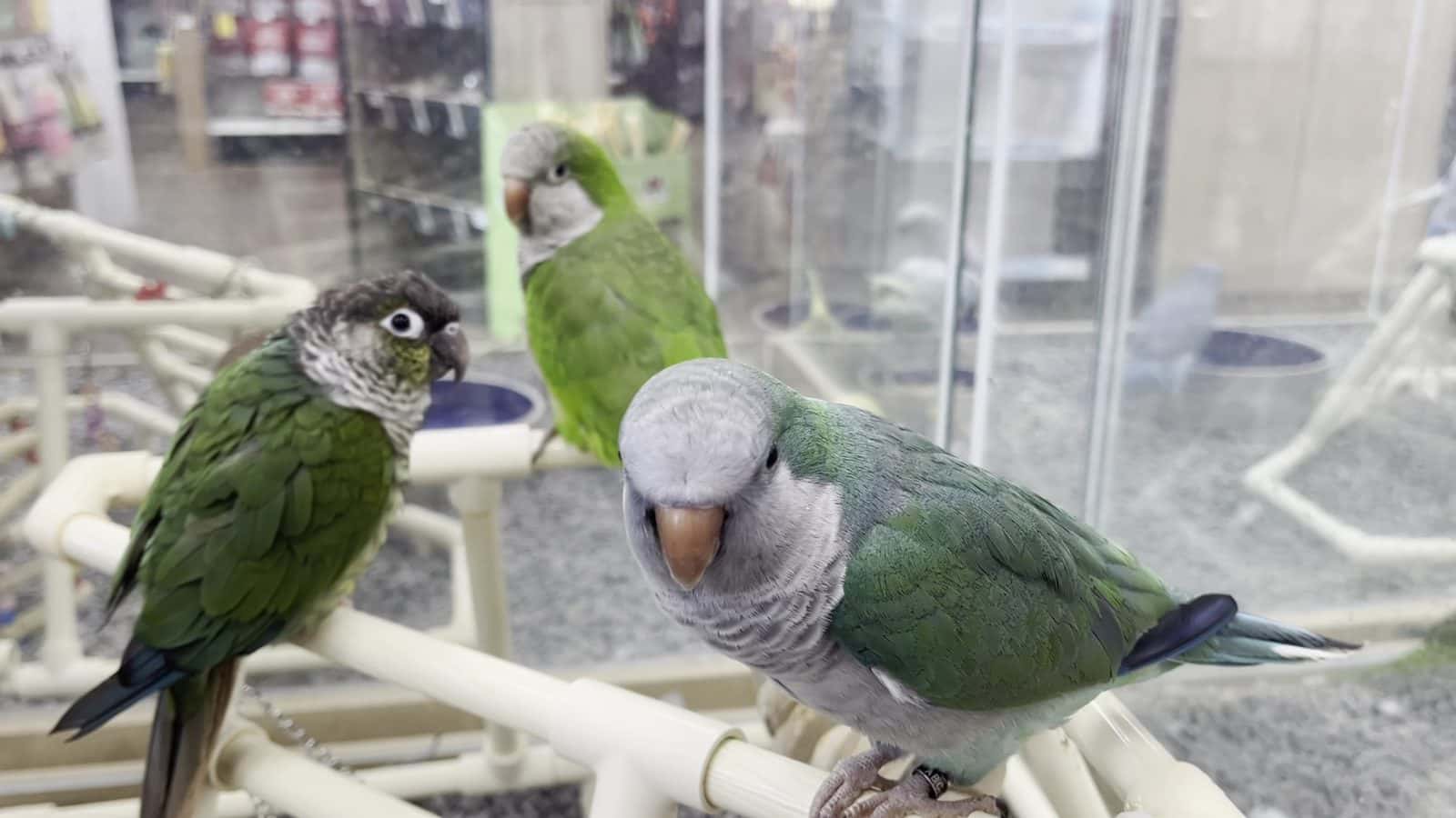 Petland Las Vegas — Retail & Boutiques photo 2 of 5