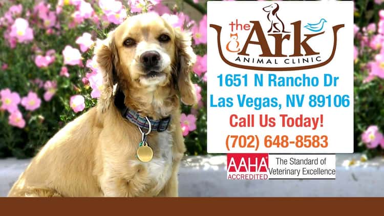 The Ark Animal Clinic